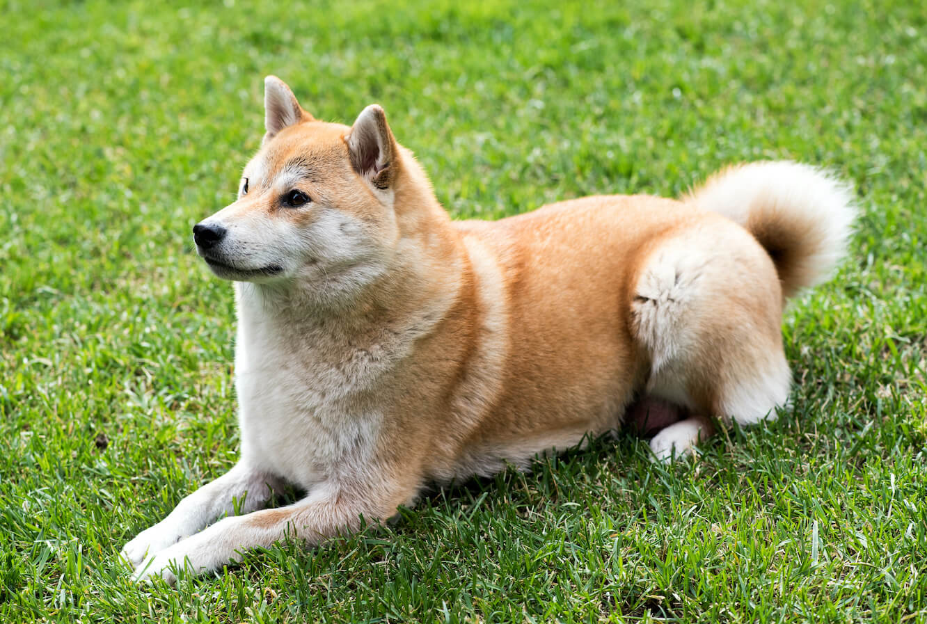 dog-laying-on-the-grass-P6ZPSDJ-2