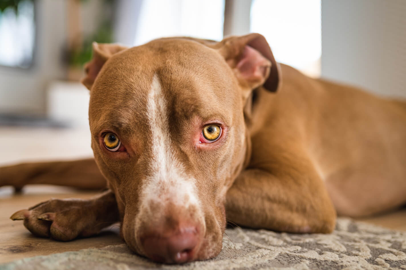 dog-lying-on-wooden-floor-indoors-brown-amstaff-te-D4DRR4L