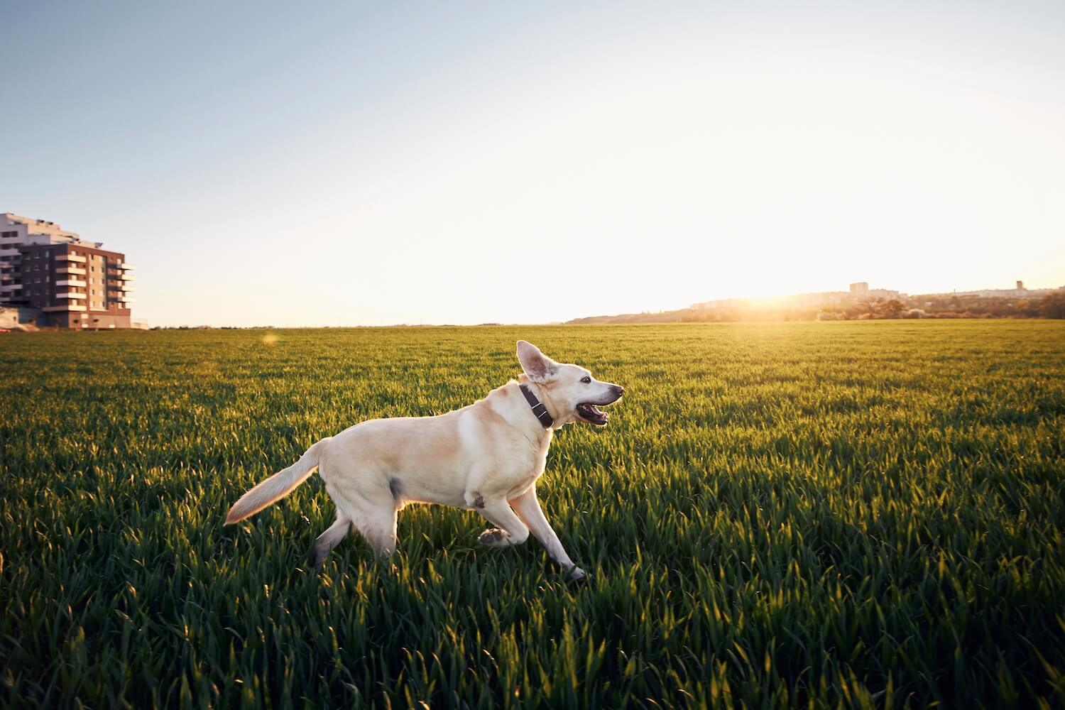 dog-on-field-at-sunset-2021-08-27-19-43-23-utc