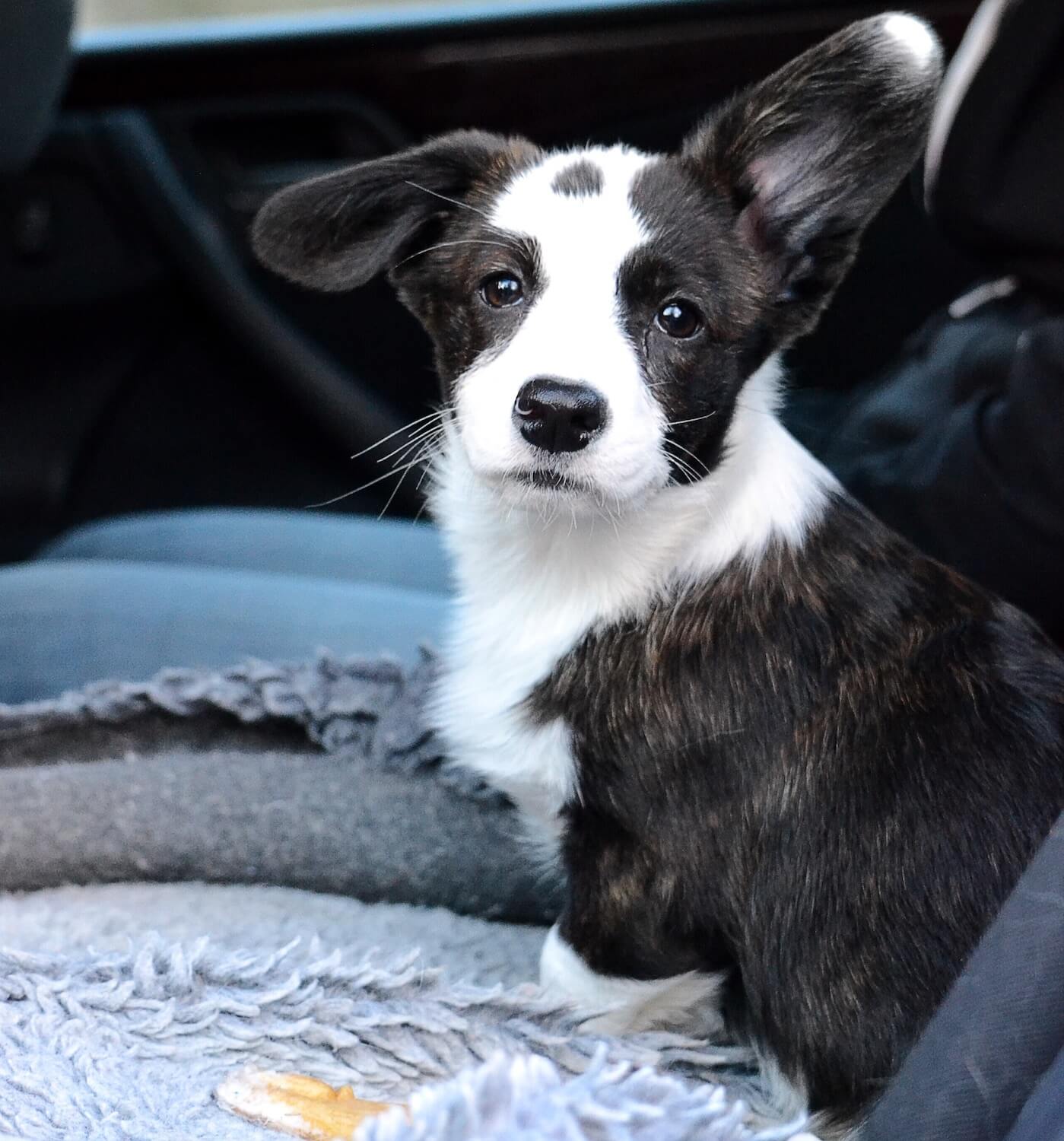 dog-sitting-in-the-car-QMCMQPK