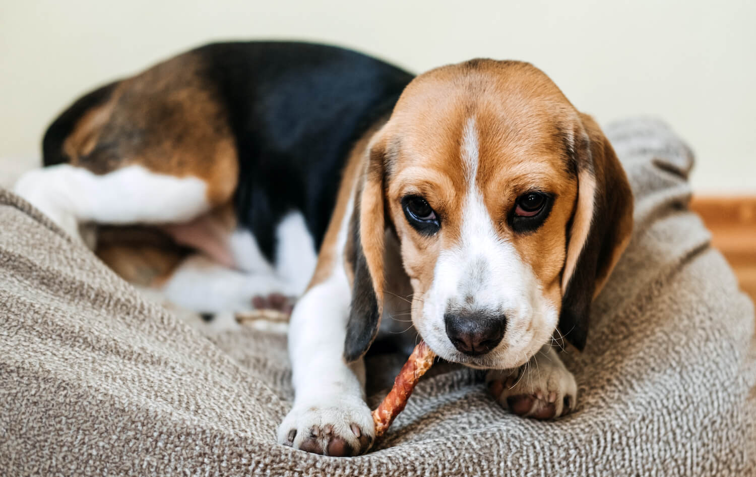 dog-snack-chewing-sticks-for-puppies-beagle-puppy--VLWDFKT