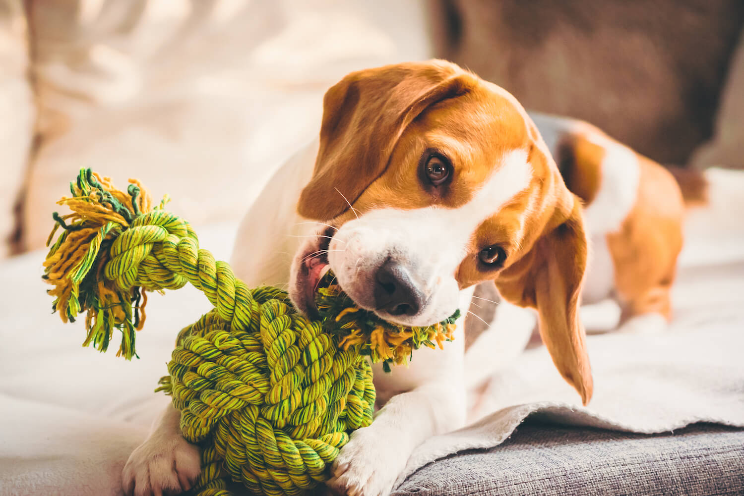 dog-with-rope-toy-on-sofa-excited-about-biting-a-2021-08-28-13-02-31-utc