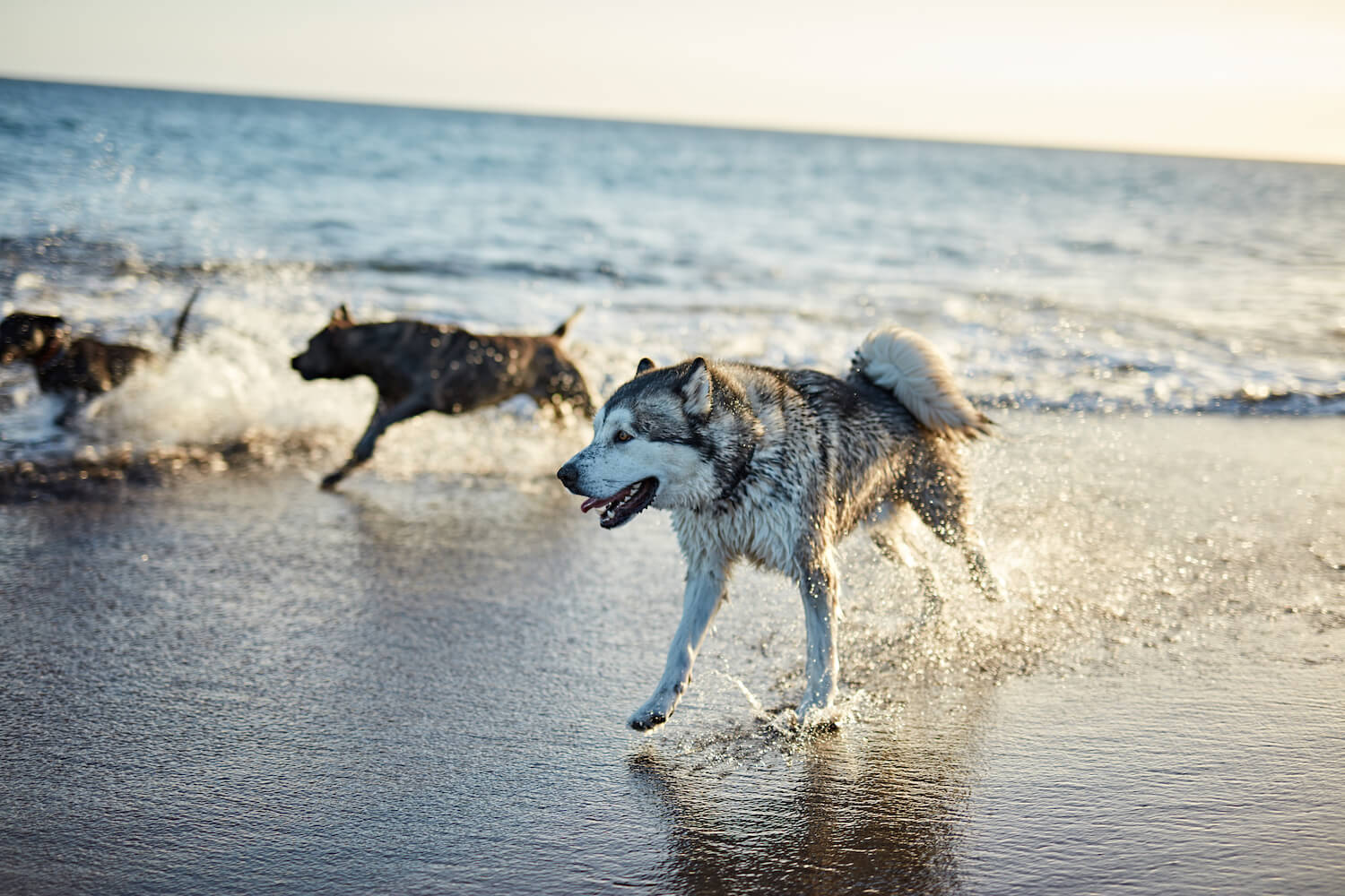 dogs-running-near-waving-sea-2021-10-22-06-13-10-utc