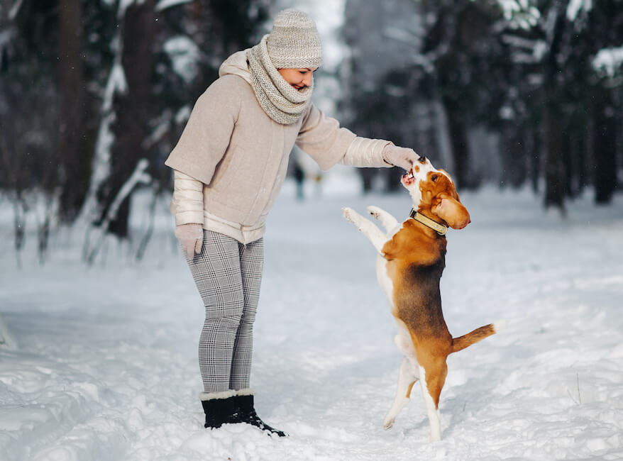 english-beagle-with-a-girl-playing-in-the-winter-f-2021-12-11-00-23-58-utc