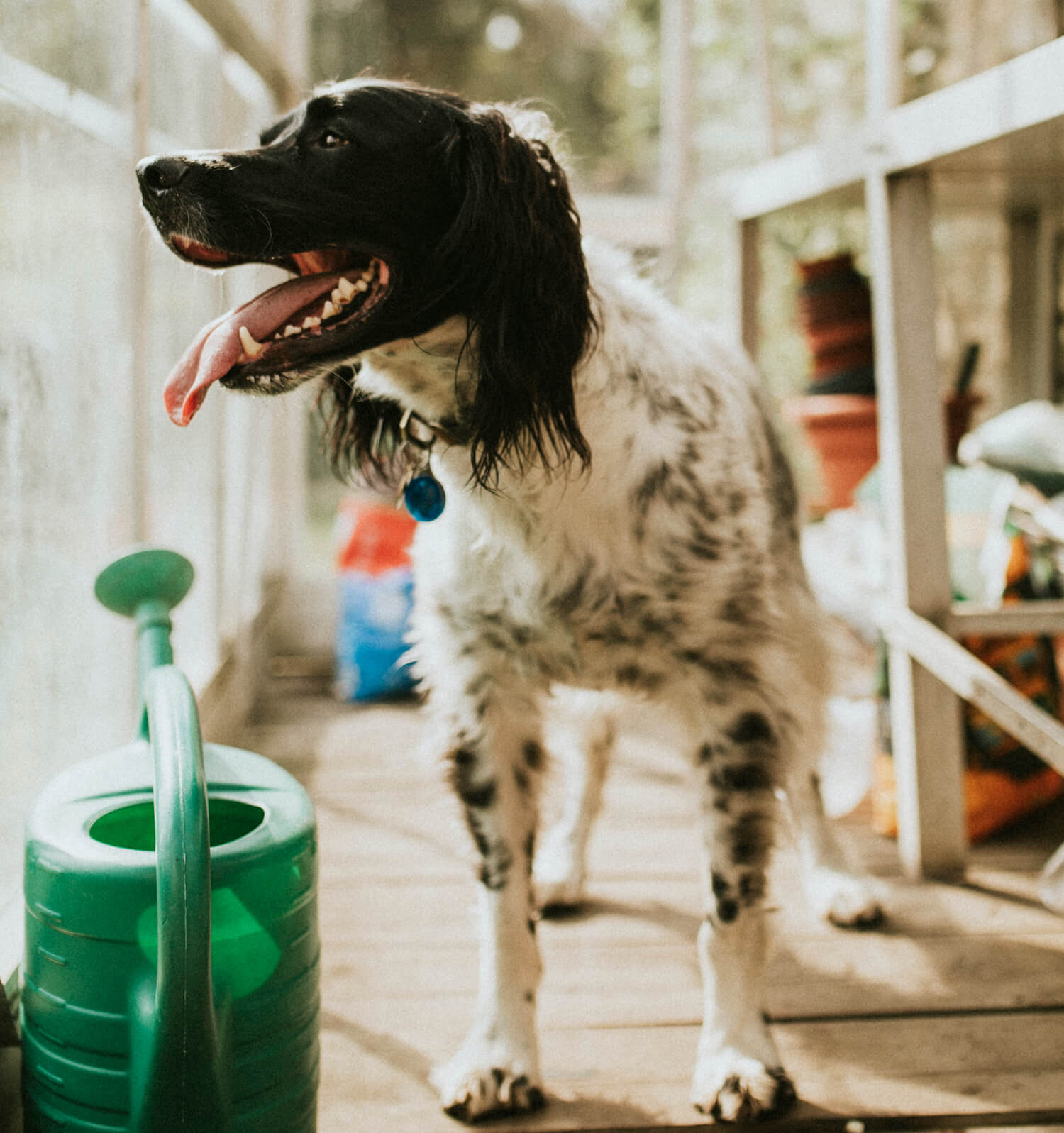 english-setter-dog-in-a-greenhouse-TVTH6VY