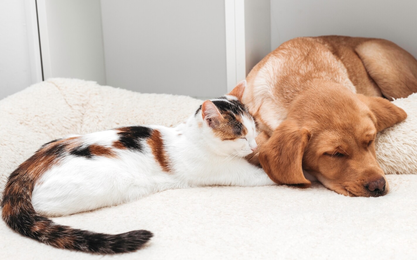 friendship-between-cats-and-dogs-6E9MSPM