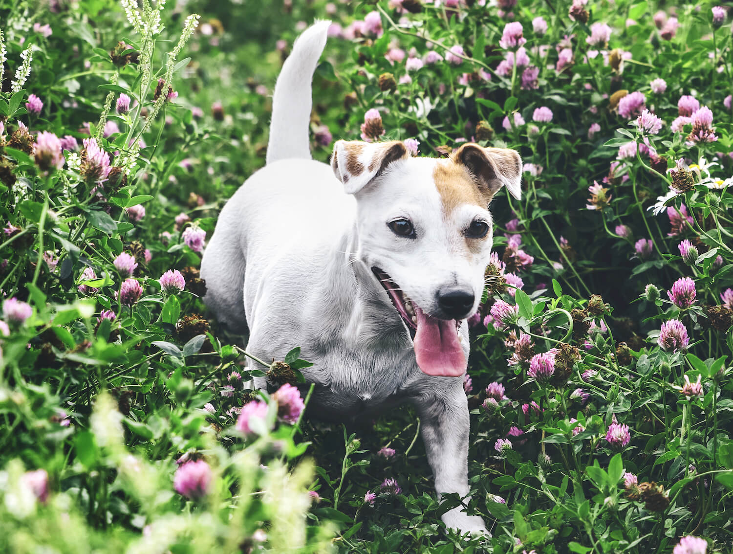 funny-dog-jack-russel-with-tongue-out-on-a-walk-in-SEBHWHM