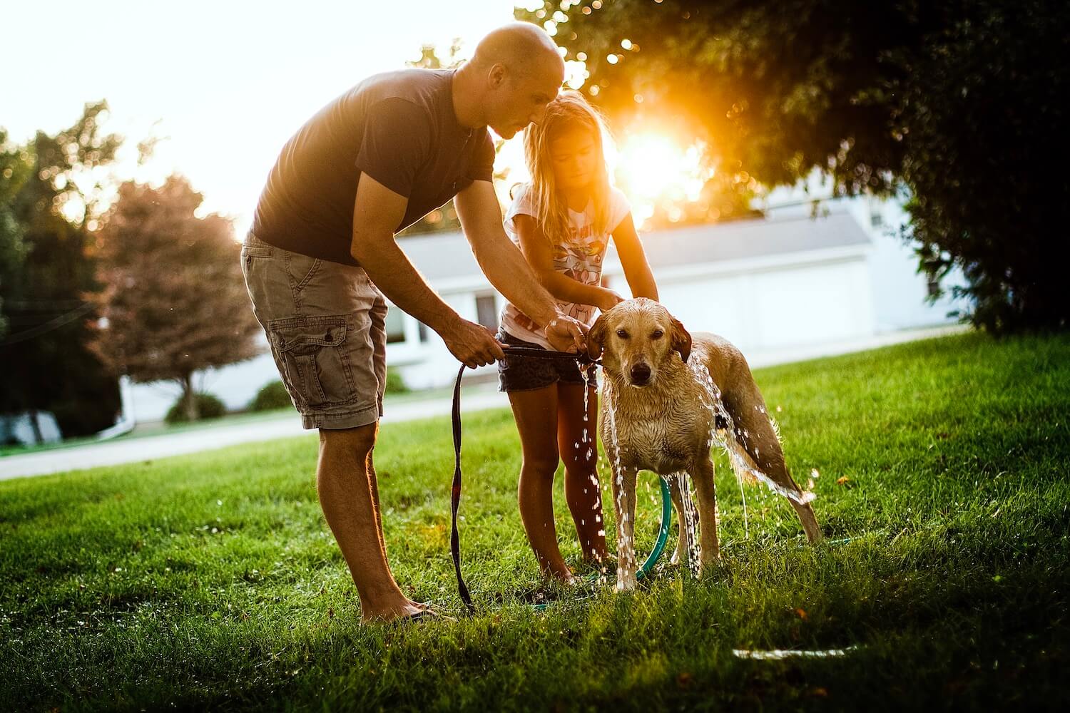 giving-the-dog-a-bath-at-the-golden-hour-2021-08-29-02-51-51-utc