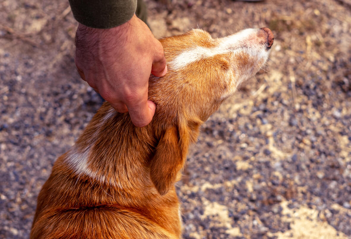 hand-petting-a-stray-dog-9D5GJQU