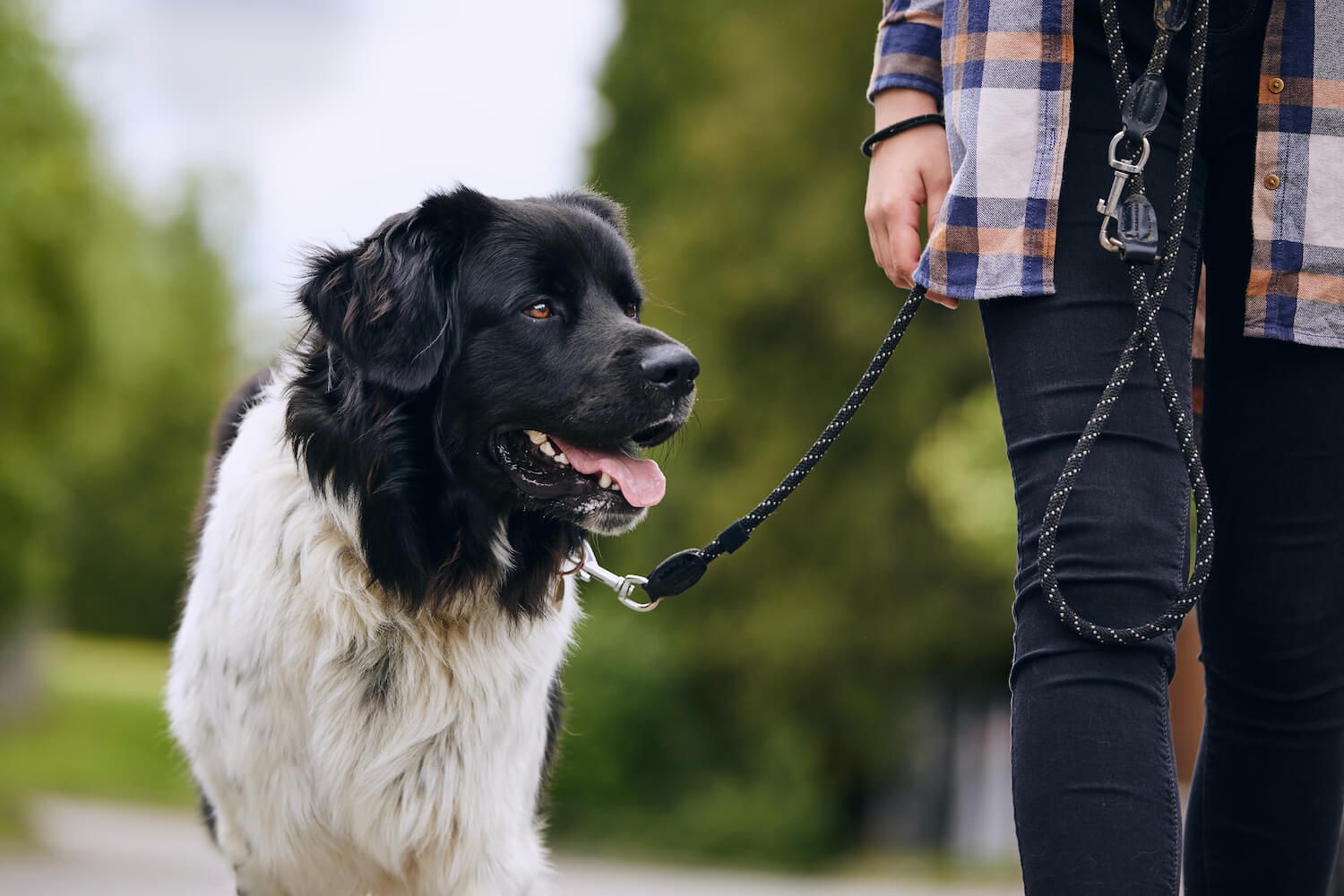 happy-czech-mountain-dog-walking-on-pet-leash-C3S6WHN-2