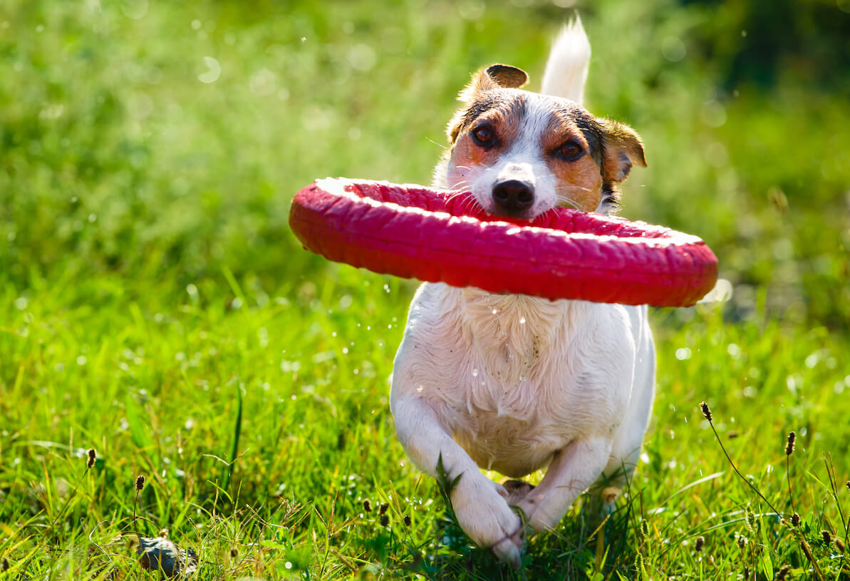 happy-dog-playing-with-toy-ring-PUMPEYP