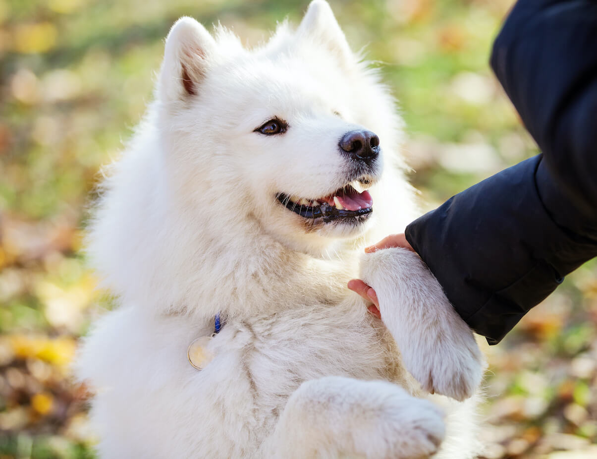 happy-samoyed-dog-giving-paw-to-owner-outdoors-WA4D37K