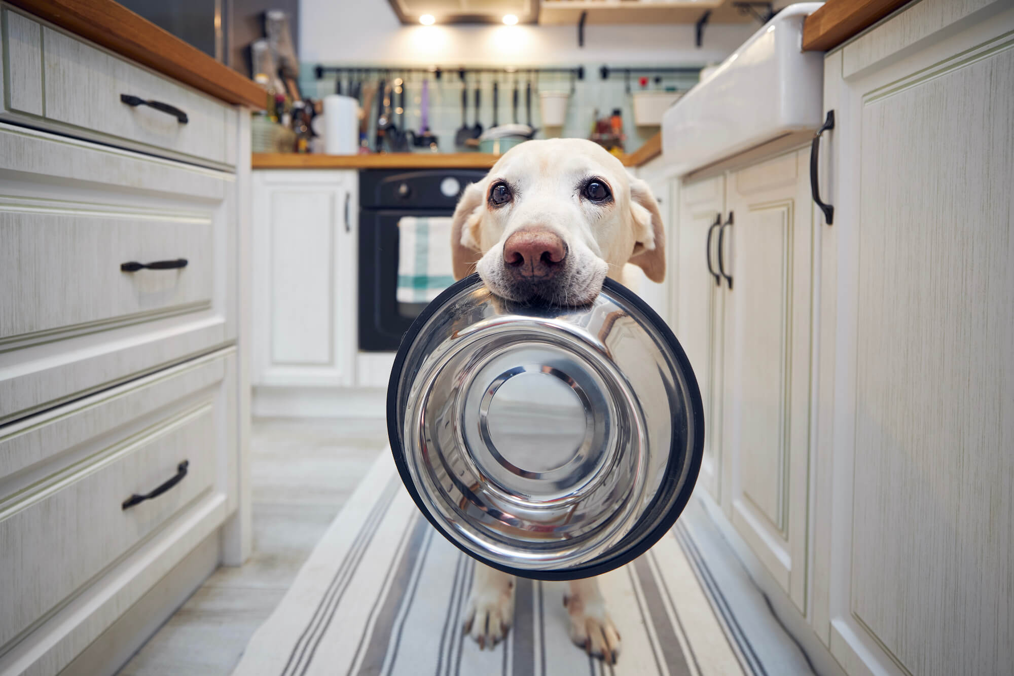 hungry-dog-holding-bowl-and-waiting-for-feeding-2022-07-12-17-45-29-utc