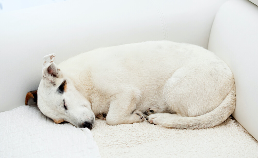 jack-russell-dog-sleeps-on-a-white-couch-2021-08-30-14-13-20-utc-2