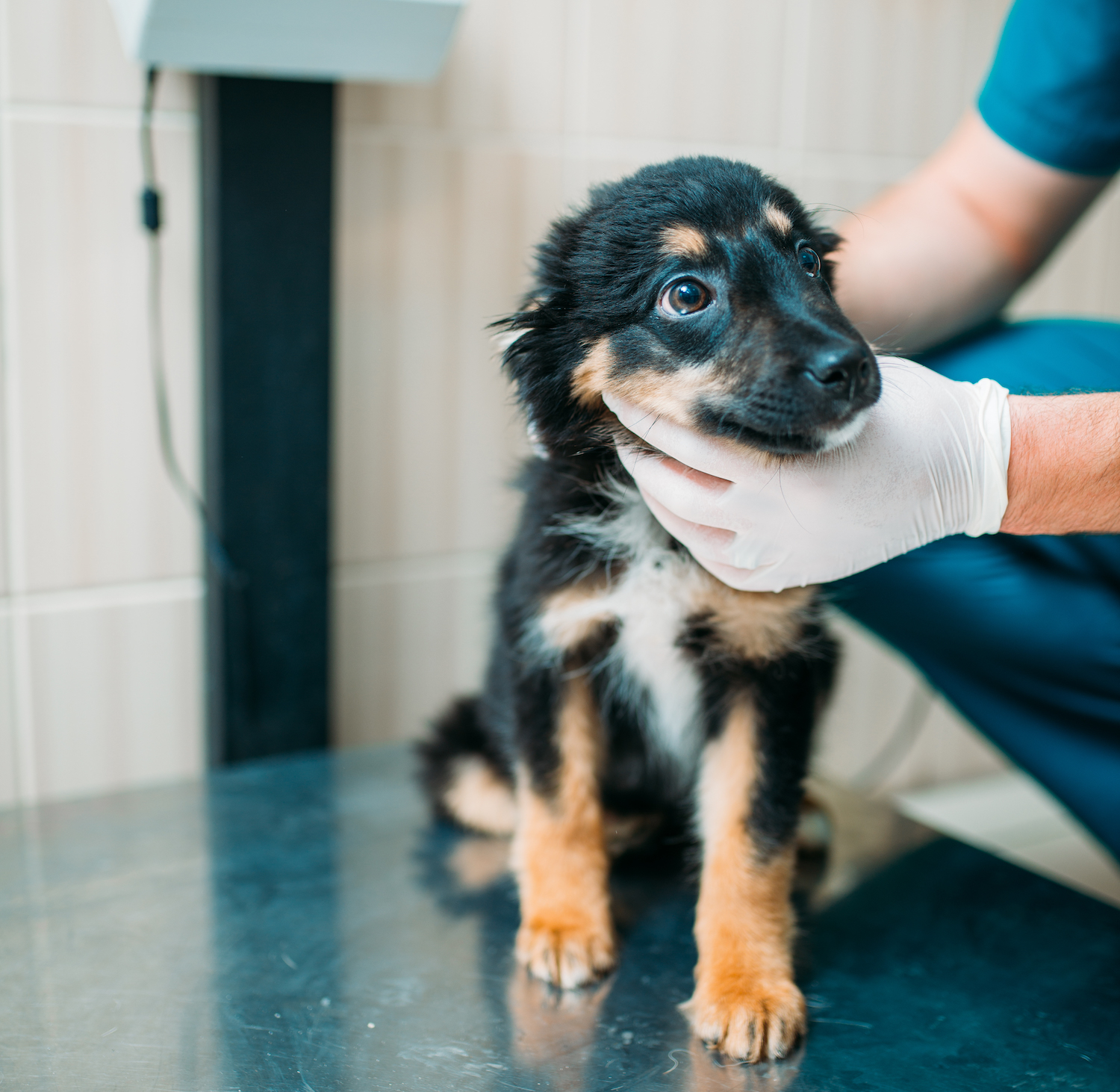 male-specialist-examining-dog-veterinary-clinic-PCHZ2NX