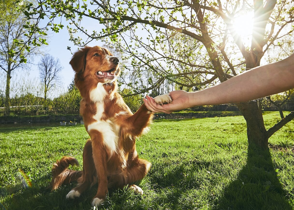 man-holding-paw-of-the-his-dog-PK9YMWV