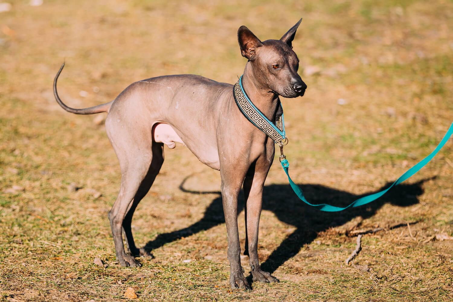 mexican-hairless-dog-xoloitzcuintli-or-xolo-2021-08-26-23-06-00-utc