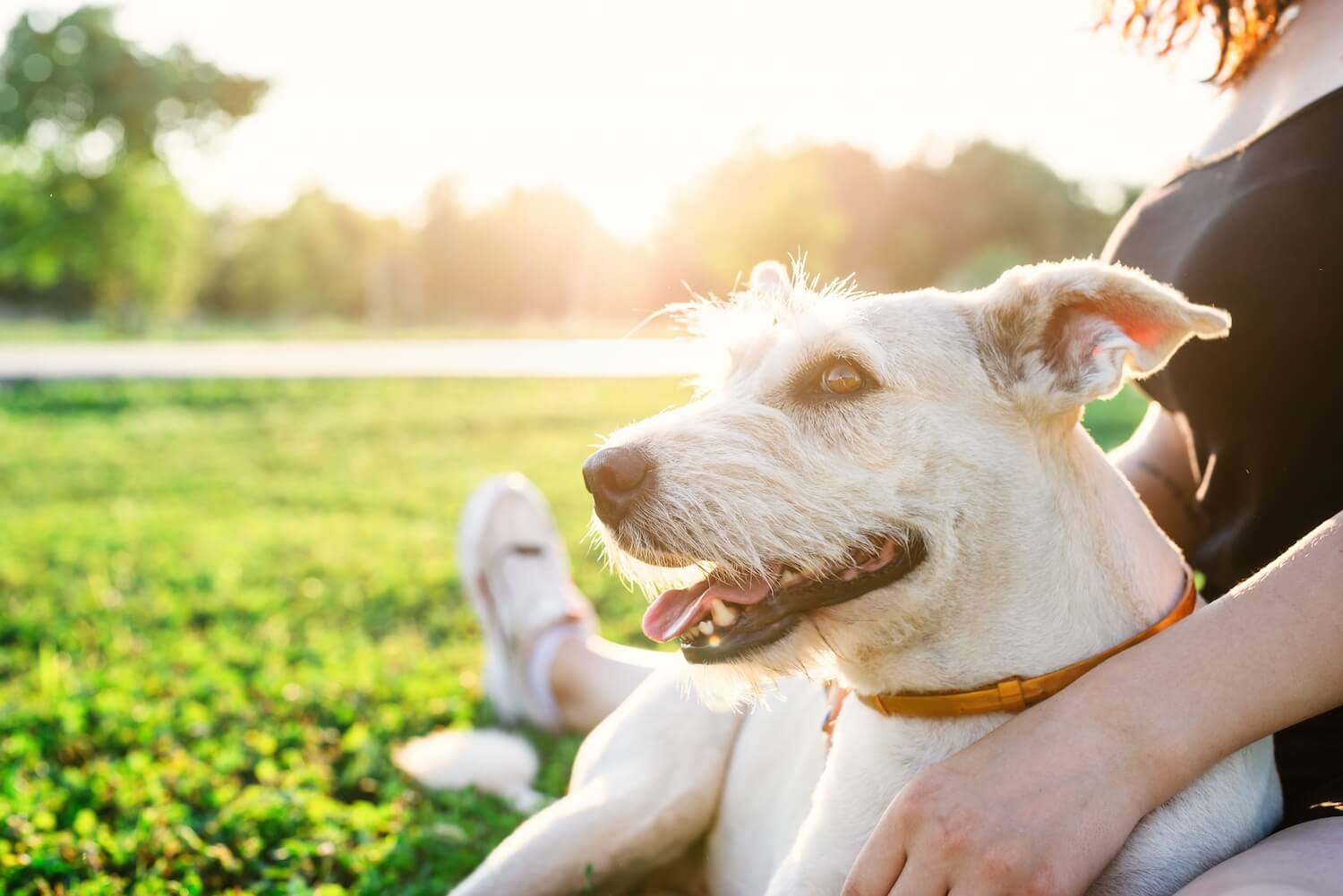 mixed-breed-dog-with-her-owner-in-the-park-2021-09-02-09-05-40-utc