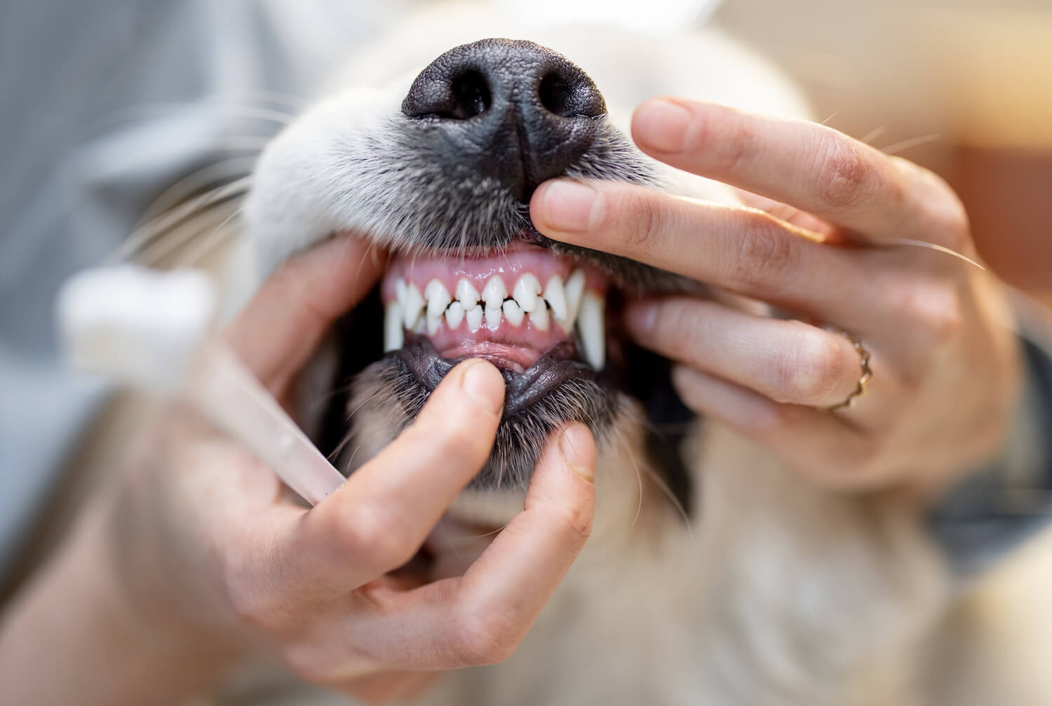 opening-dogs-mouse-for-teeth-cleaning-NLVWX72