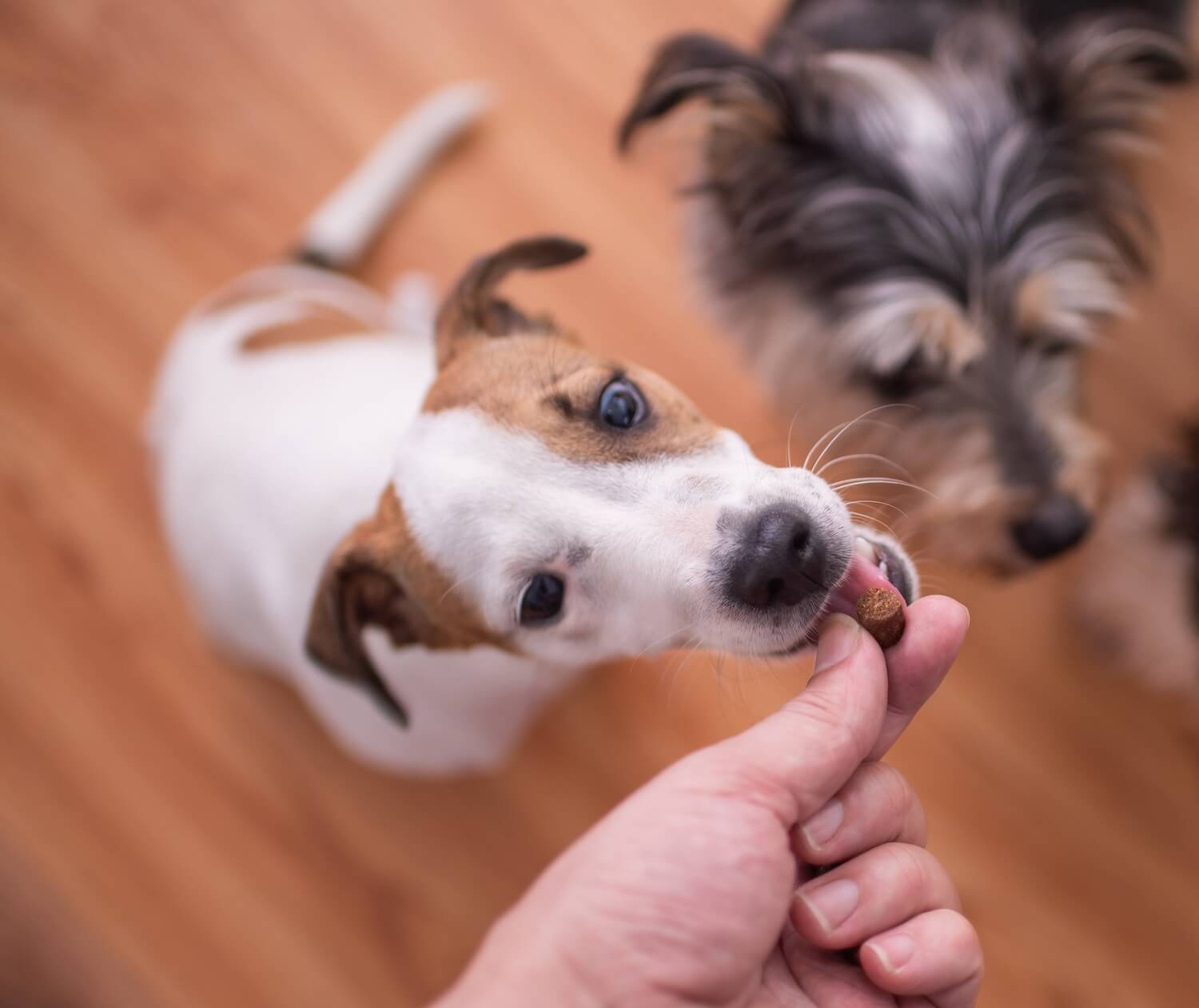 pack-of-dogs-waiting-for-a-treat-PQH4M27