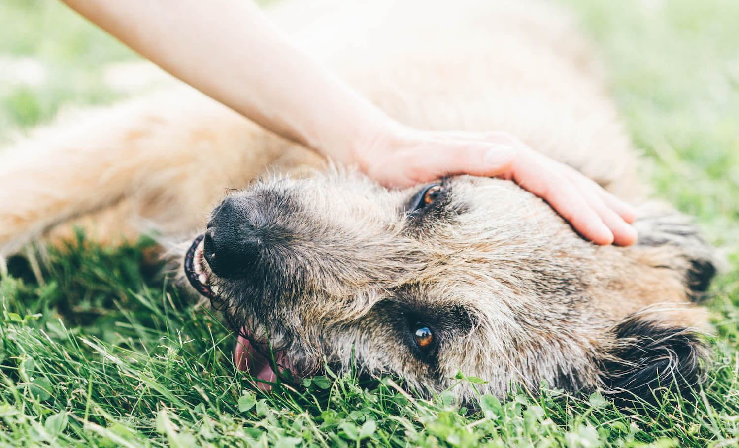 panting-dog-resting-in-the-field-U956L7N