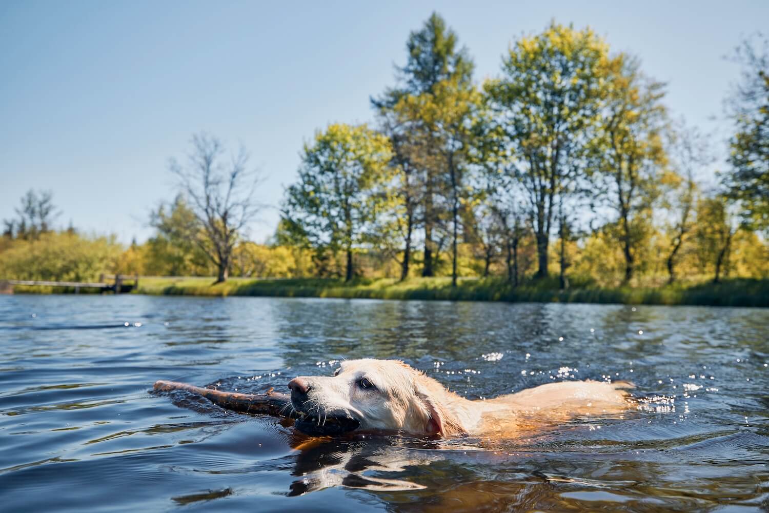 playful-dog-swimming-in-lake-2021-08-29-05-49-12-utc