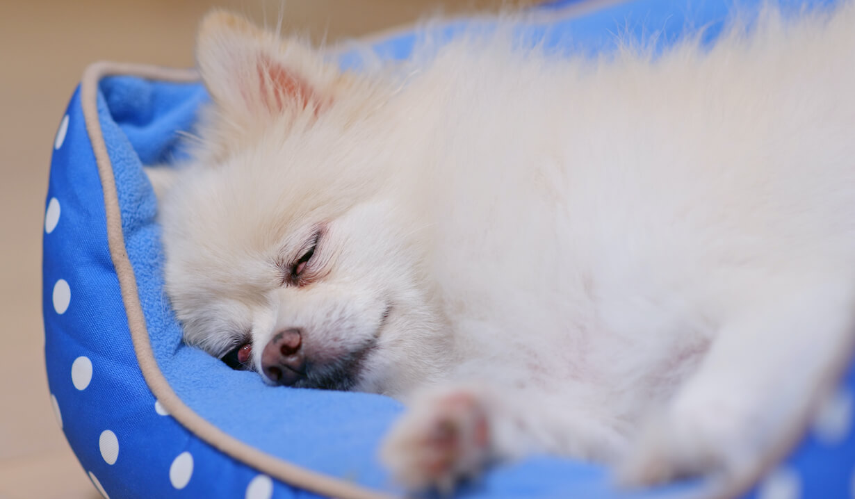 pomeranian-dog-sleep-on-bed-2021-04-04-21-56-04-utc