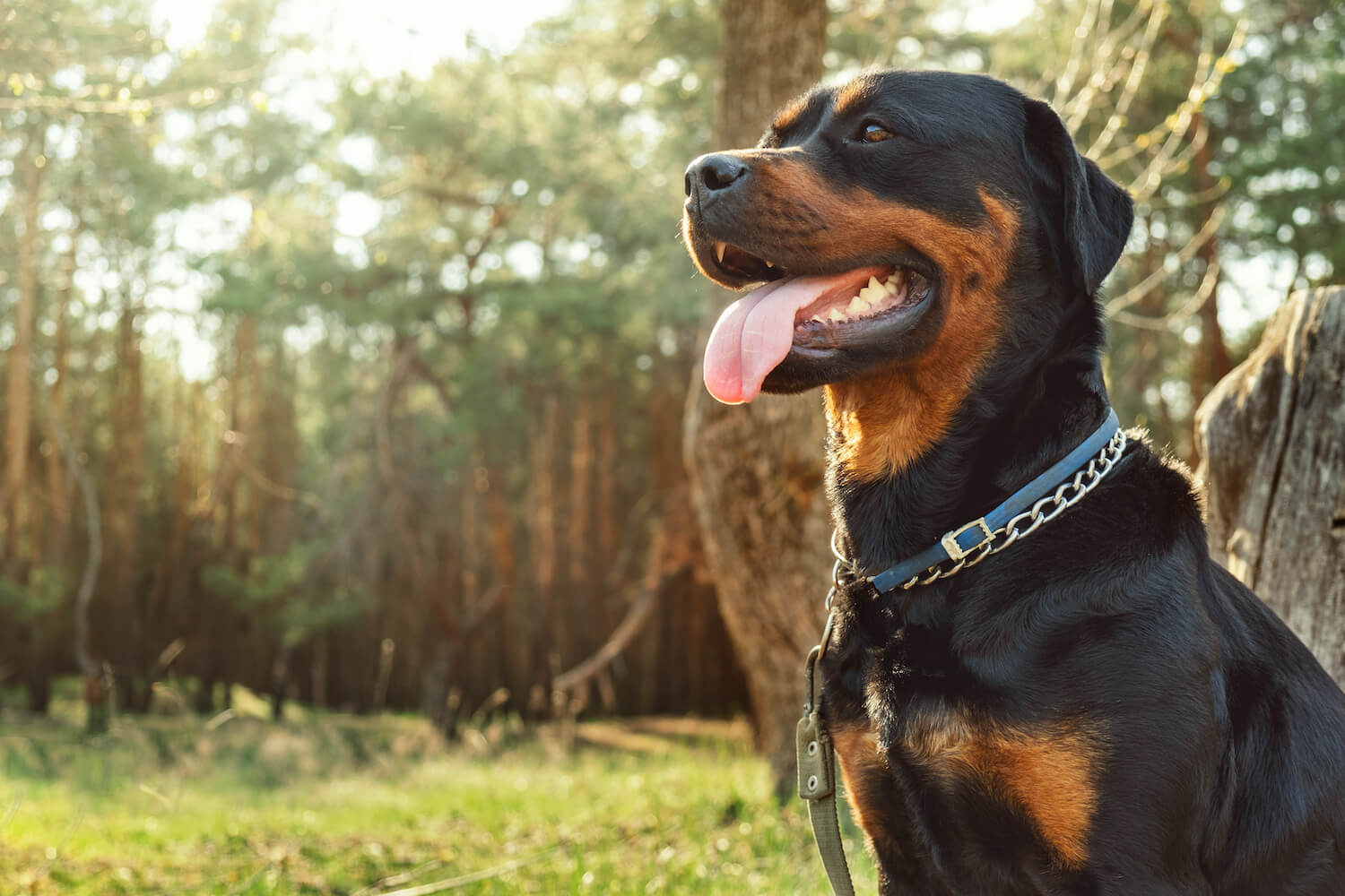 rottweiler-in-the-coniferous-forest-on-a-sunny-day-2021-08-28-12-44-09-utc