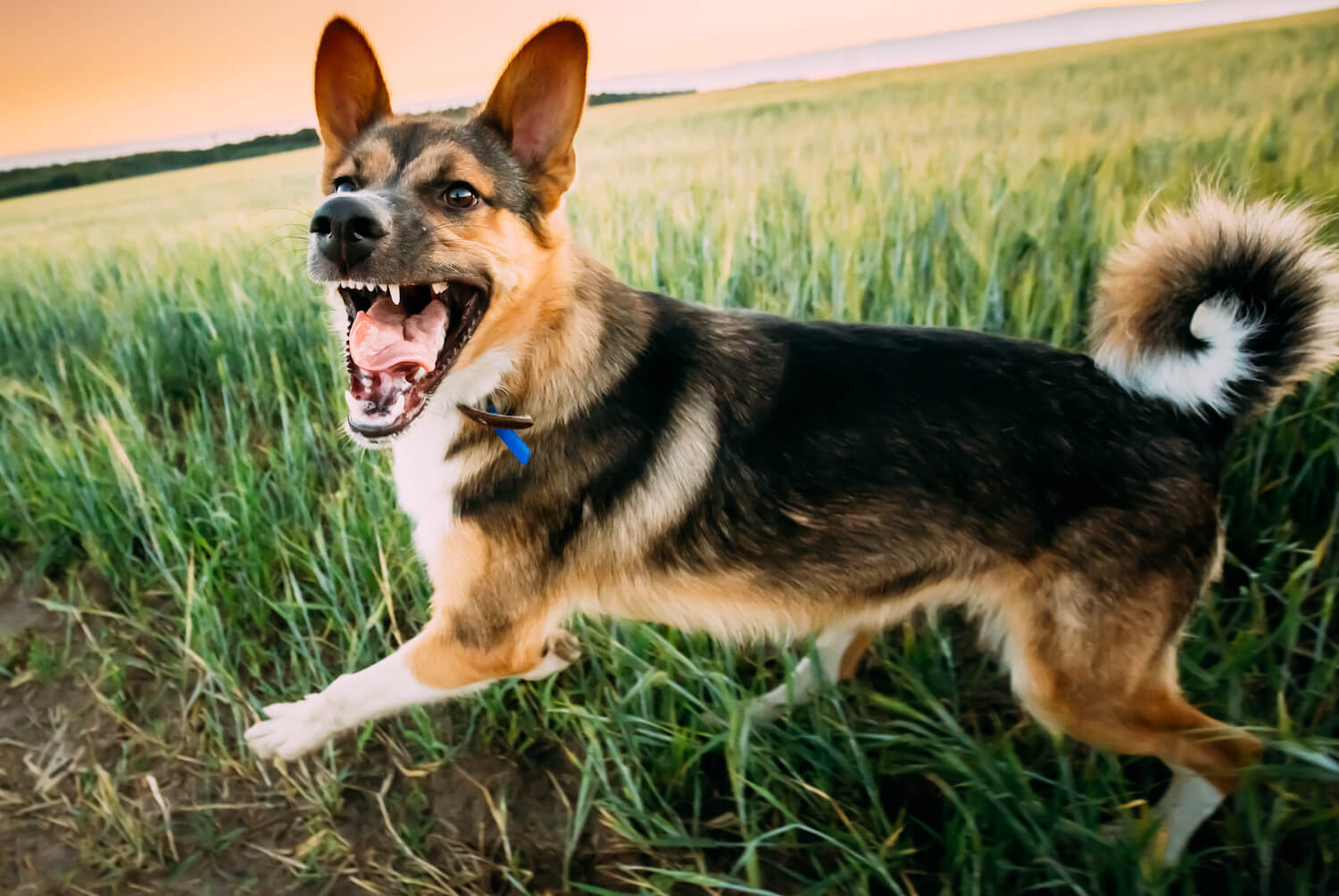 running-barking-angry-mixed-breed-dog-WVM7YGL