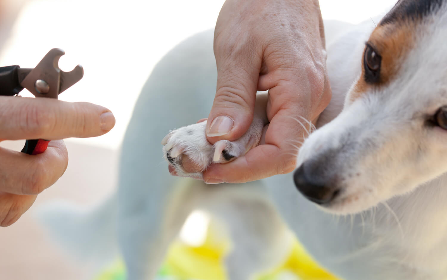 shears-for-cutting-the-nails-of-the-dog-GJ7TPZQ