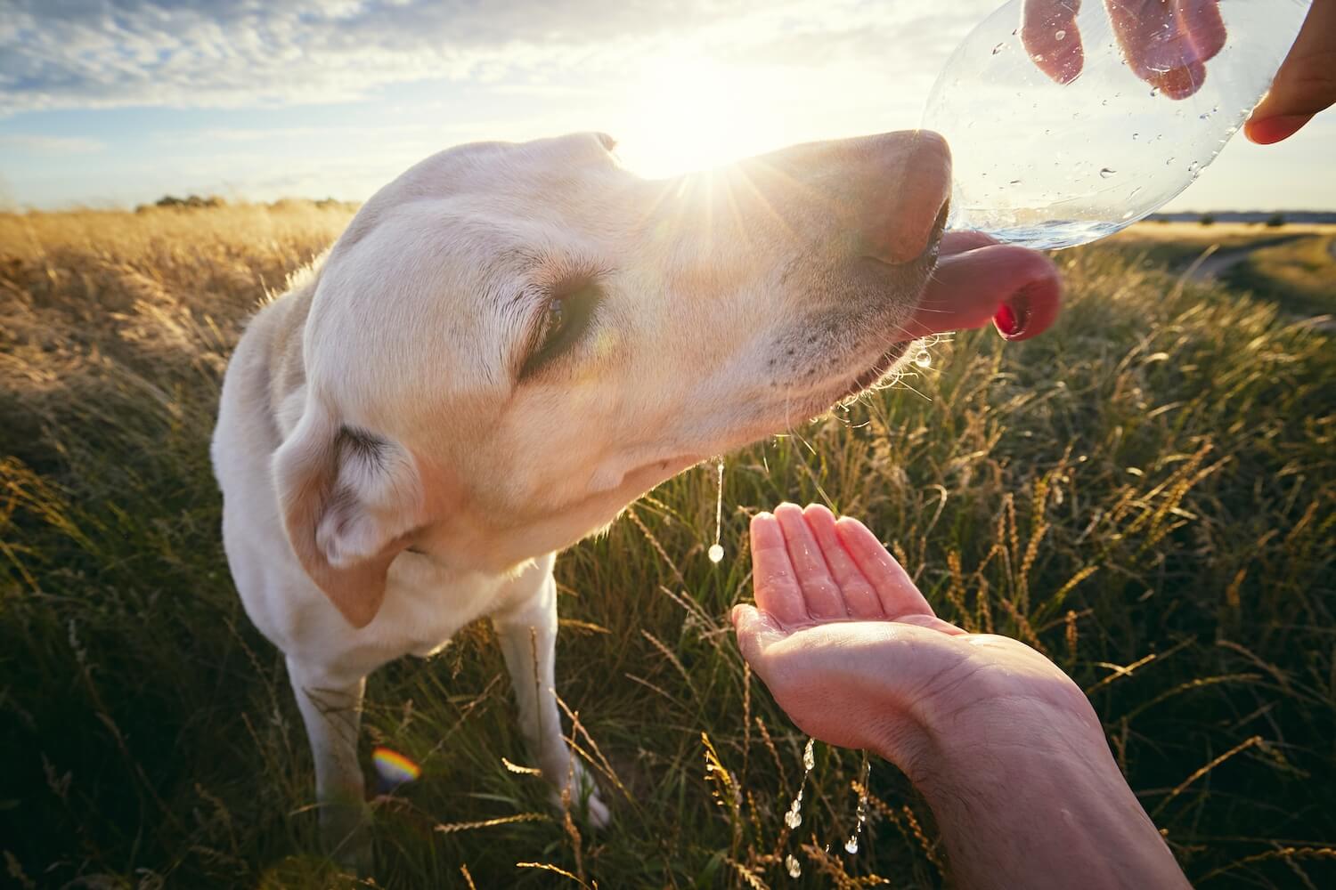 thirsty-dog-at-sunset-2021-08-26-22-38-57-utc