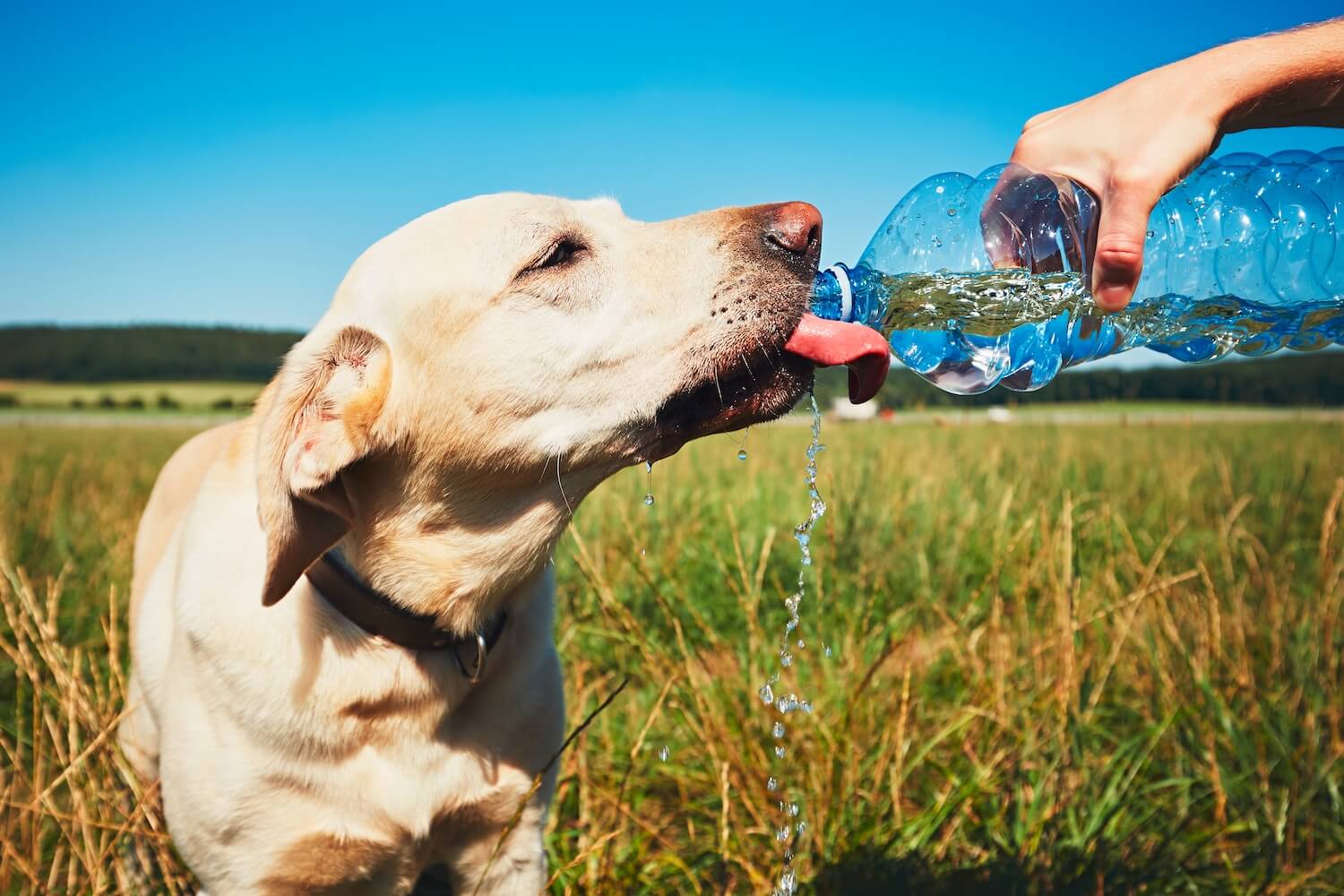 thirsty-dog-in-hot-day-2021-08-26-22-38-47-utc_1