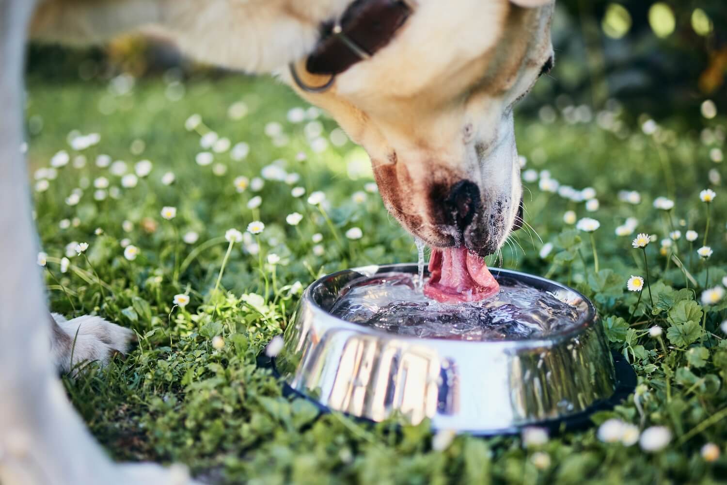 thirsty-dog-in-hot-summer-day-labrador-retriever-2021-08-30-05-44-53-utc