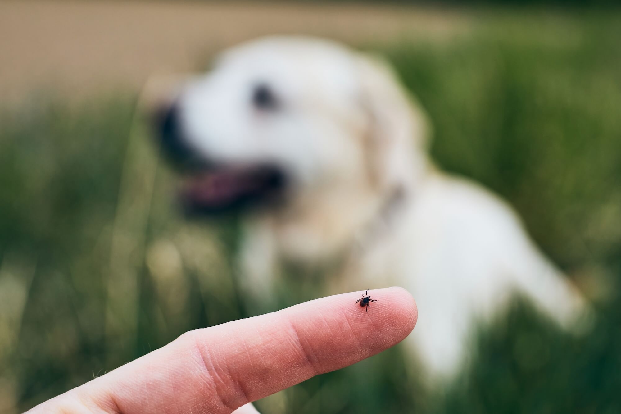 tick-on-human-finger-against-dog-2021-08-28-00-43-55-utc