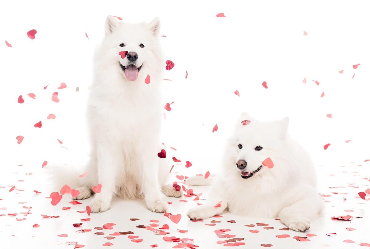 two-samoyed-dogs-under-falling-heart-shaped-confet-ZYSHYK5