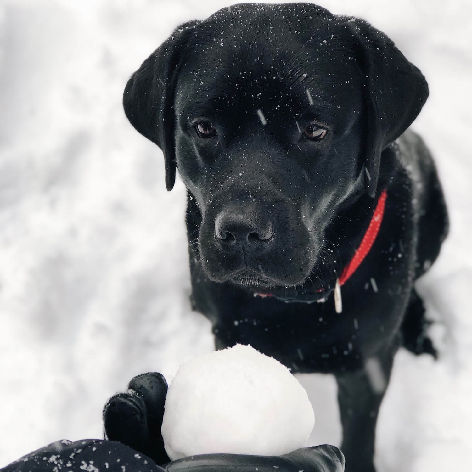 winter-entertainment-black-dog-looks-at-snowball-i-LYJKBH4