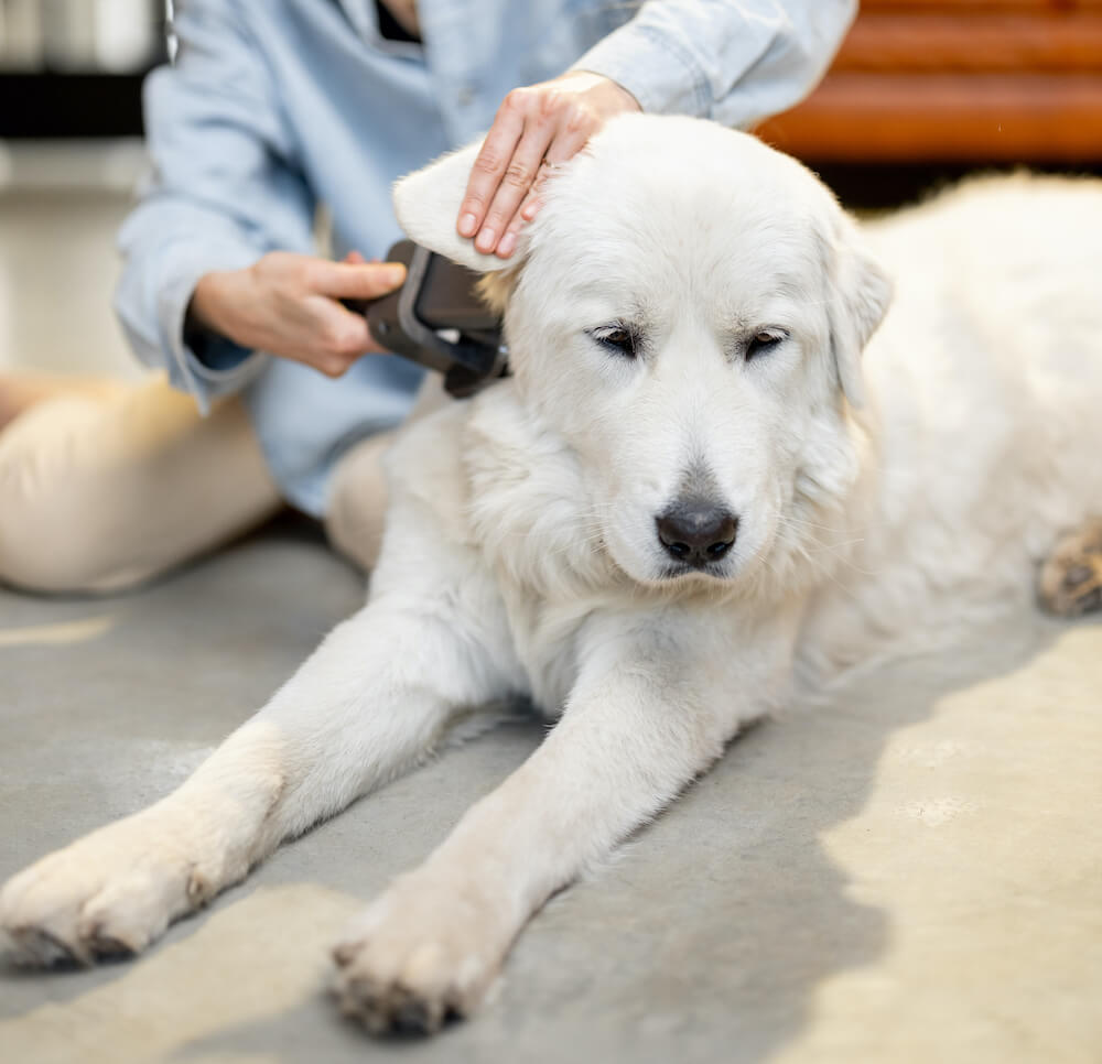 woman-combs-the-dogs-hair-with-a-brush-EGFM49V