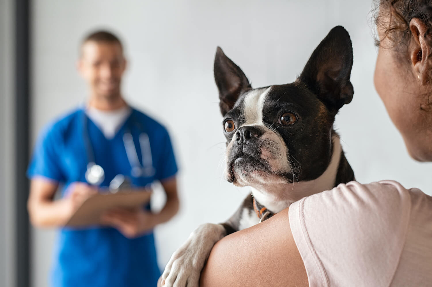 woman-with-boston-terrier-dog-at-vet-2021-08-26-15-34-43-utc