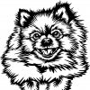 Pomeranian 1