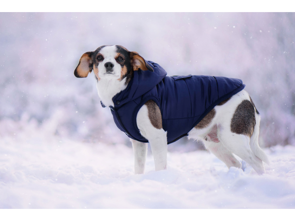 Fala zimní bunda s kapucí pro psa