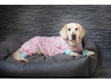 Breno overal pro psa na doma - vsepropejska.cz