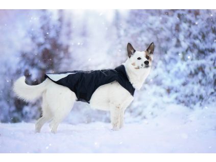 Kit reflexní zimní bunda pro psa s límcem