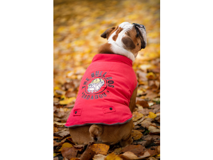 Bulldog zimní bunda pro psa - bundy pro psy - vsepropejska.cz