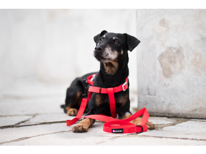 Georgia červený postroj s vodítkem pro psa - vsepropejska.cz