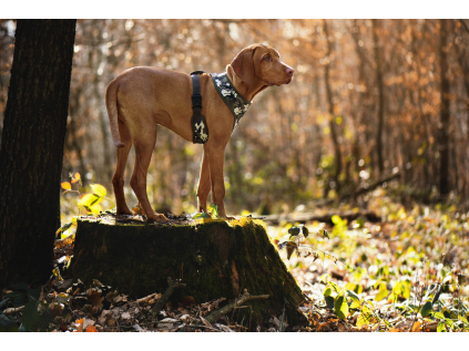 Zasa sportovní postroj pro psa - sportovní postroj pro psa - vsepropejska.cz