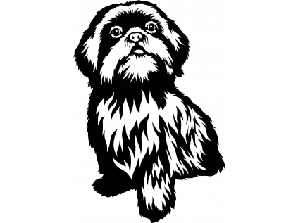 40x27 shi tzu 2