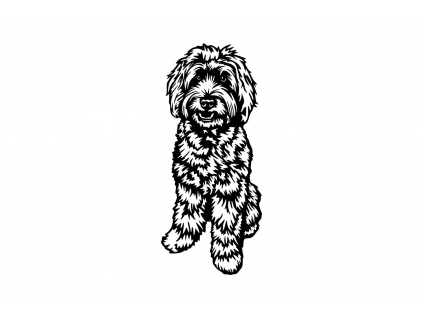 Labradoodle 3