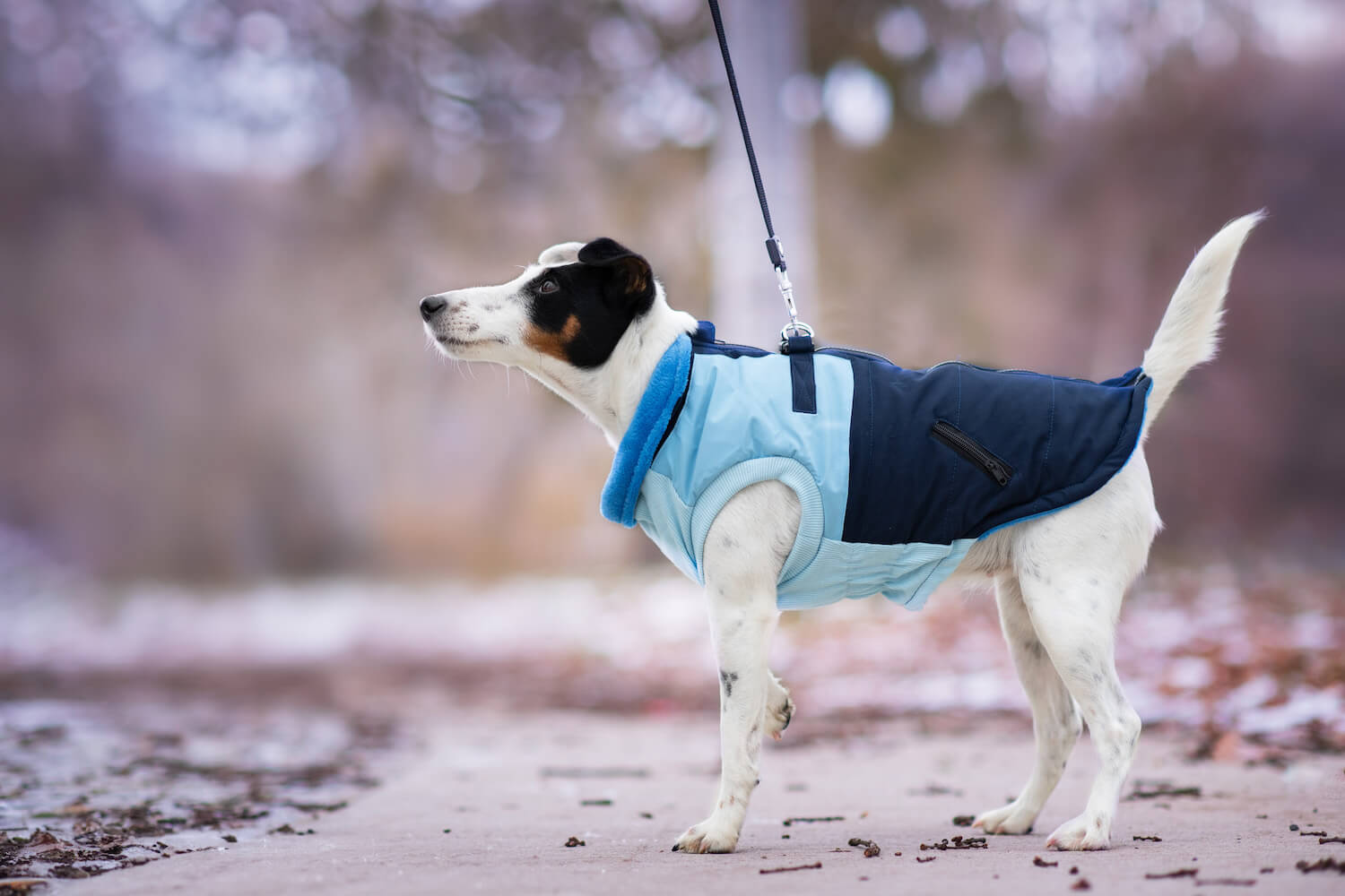 Levně Aston obleček pro psa na zip Barva: Modrá, Délka zad (cm): 42, Obvod hrudníku: 46 - 56 cm