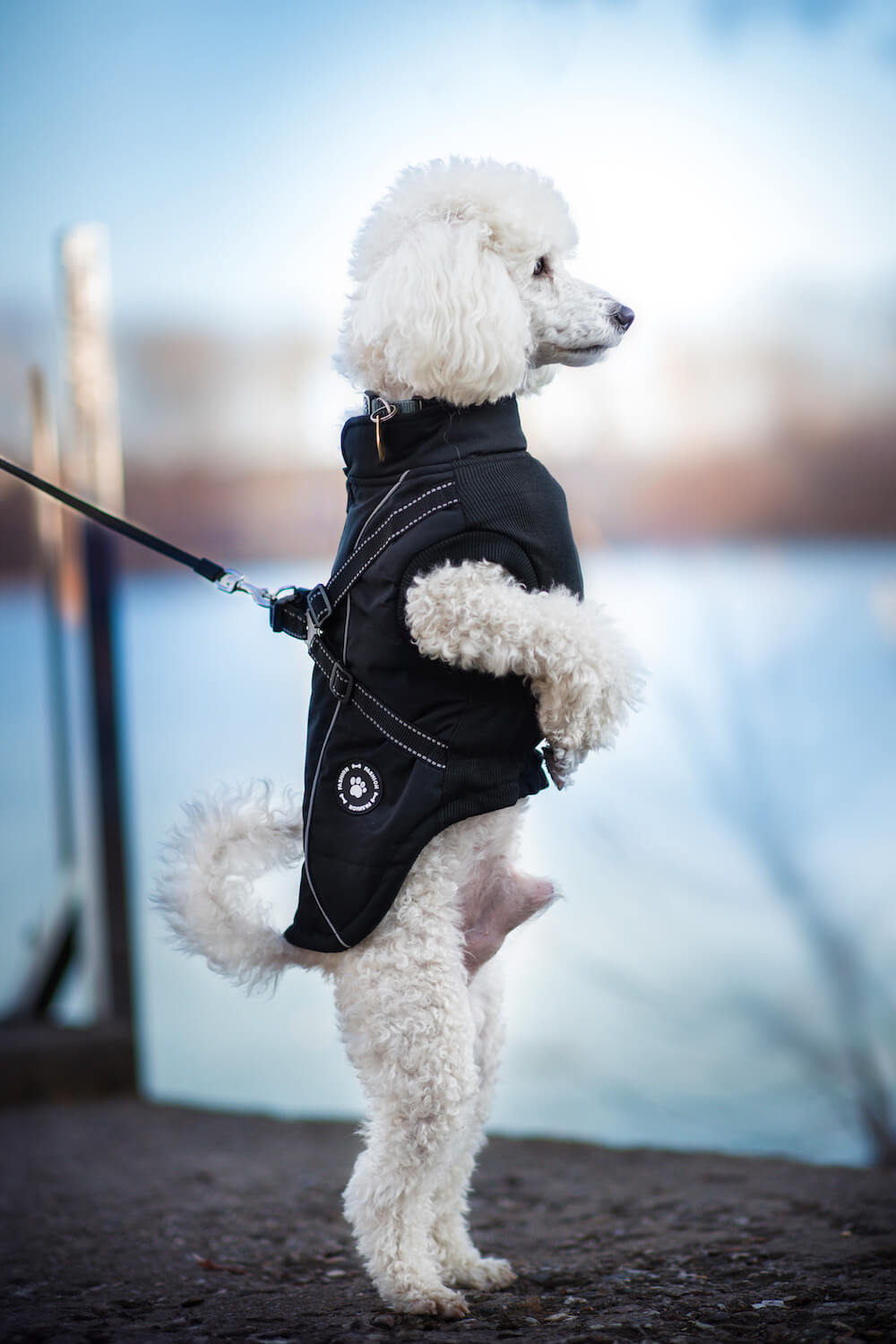 Vsepropejska Stuart obleček pro psa na zip Barva: Černá, Délka zad (cm): 32, Obvod hrudníku: 41 - 49 cm