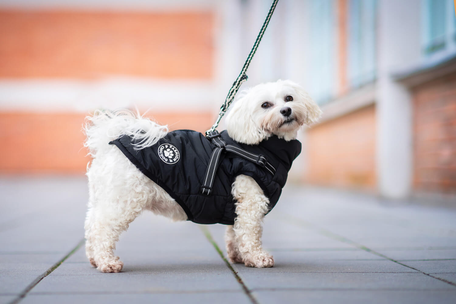 Levně Filip obleček pro psa na zip Barva: Černá, Délka zad (cm): 33, Obvod hrudníku: 40 - 43 cm